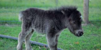 Mini Horse Marvel: Enchanting Charlie and His Prancing Charisma