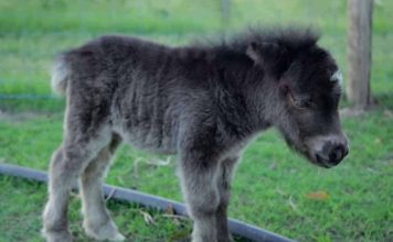 Mini Horse Marvel: Enchanting Charlie and His Prancing Charisma