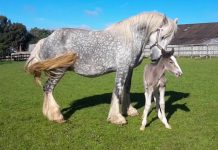 Liberty, a Shire Foal, had her First Day Out in the Field with her Mother, Lilac