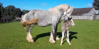 Liberty, a Shire Foal, had her First Day Out in the Field with her Mother, Lilac