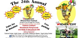 Pawsitively Paw-some Festival: A Weekend of Fun for You and Your Pooch Sponsored by Doggo Den Training