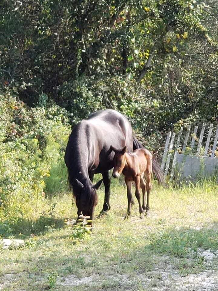 Outer Banks Wild Horses Welcome A Surprising Autumn Foal 3 image 15
