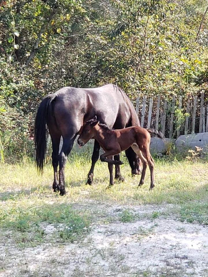 Outer Banks Wild Horses Welcome A Surprising Autumn Foal 4 foal