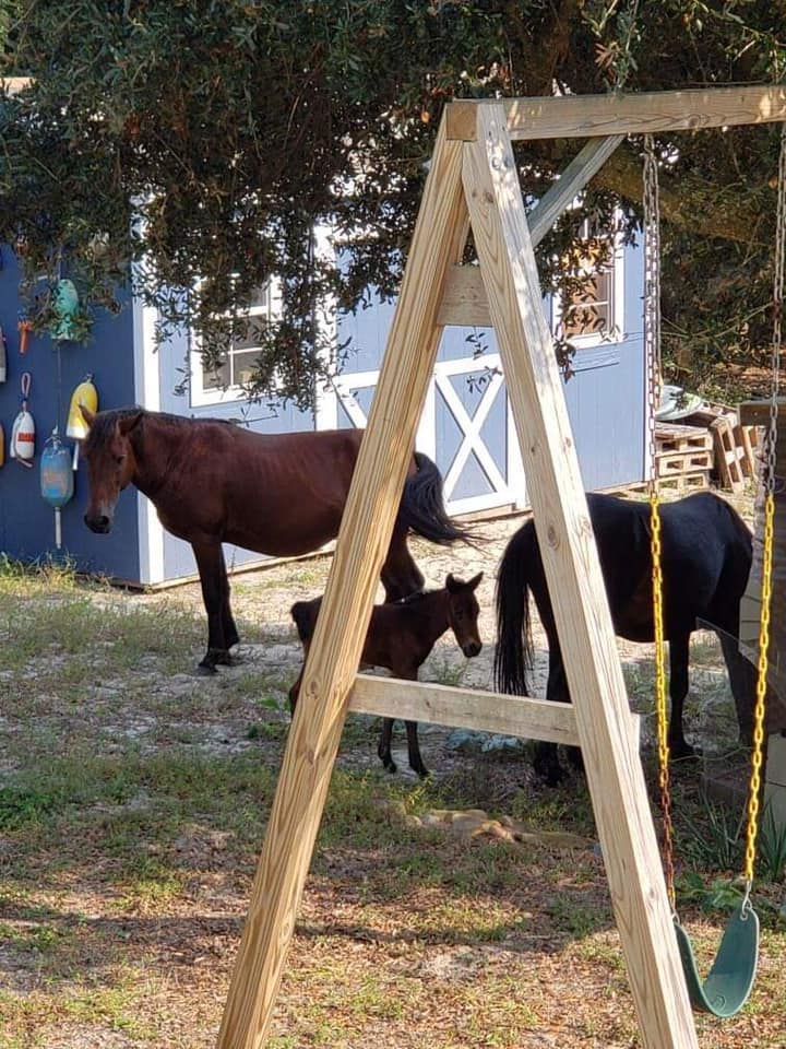 Outer Banks Wild Horses Welcome A Surprising Autumn Foal 1 image 17