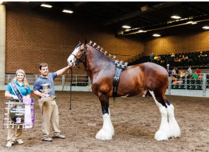 The Magnificent Clydesdale: Icons of Equine Majesty 1 Clydesdale