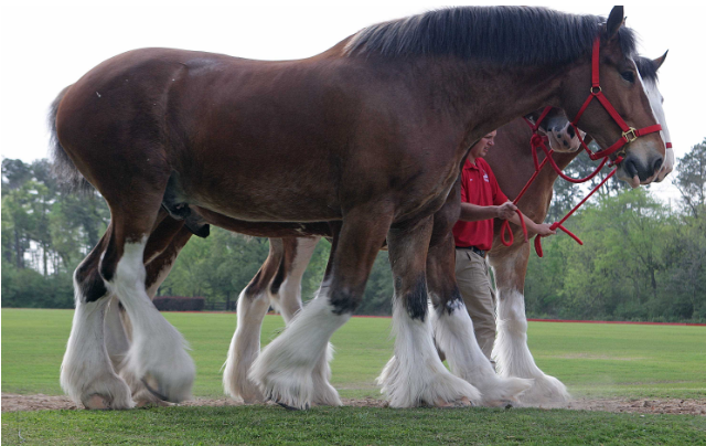 The Magnificent Clydesdale: Icons of Equine Majesty 2 image 23 1