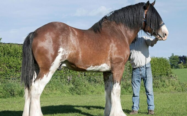 The Magnificent Clydesdale: Icons of Equine Majesty 3 image 24 1