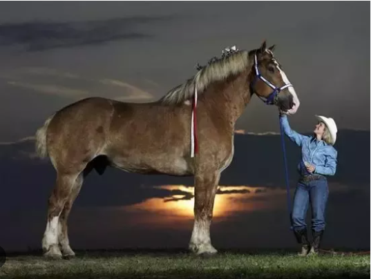The Magnificent Clydesdale: Icons of Equine Majesty 5 image 26 1