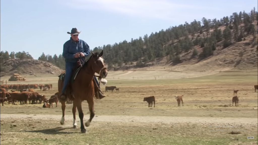 A Veteran Cowboy's Lifelong Commitment to Rescuing Wild Mustangs in the USA 3 image 29