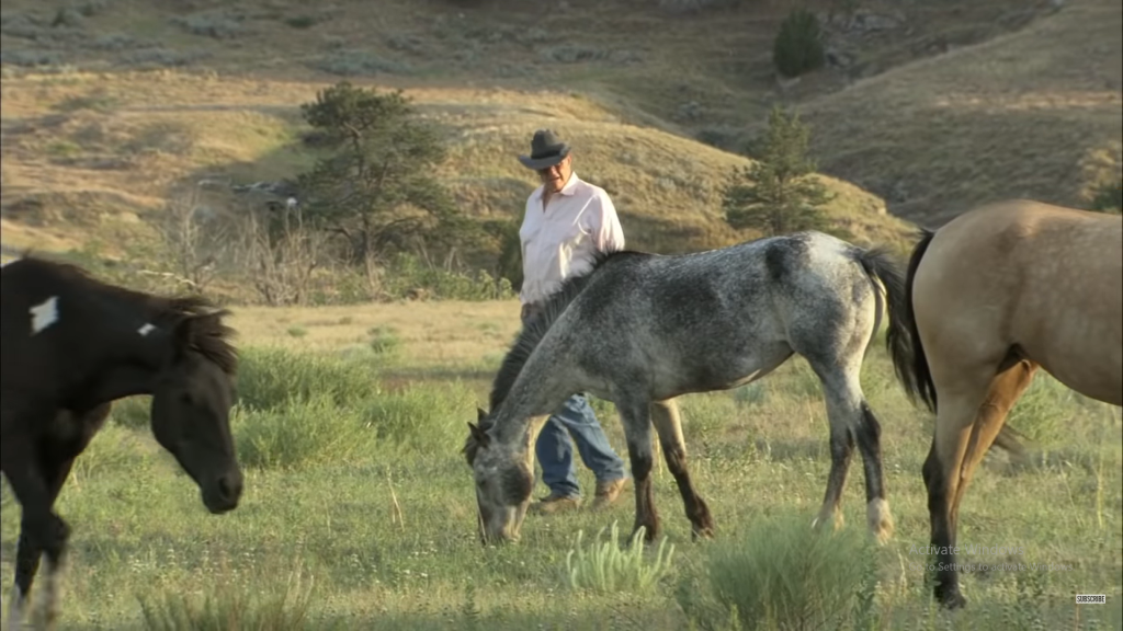 A Veteran Cowboy's Lifelong Commitment to Rescuing Wild Mustangs in the USA 4 image 30