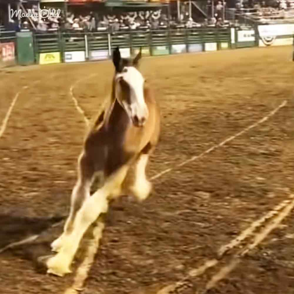 Baby Clydesdale That Stole the Show: A Heartwarming Tale 3 image 31