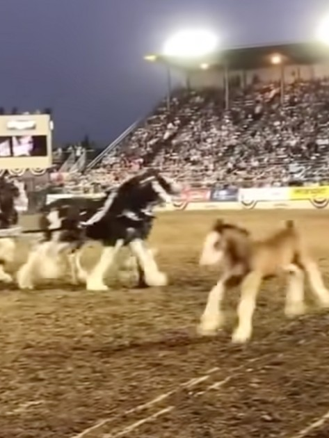 Baby Clydesdale That Stole the Show: A Heartwarming Tale 1 Baby Clydesdale