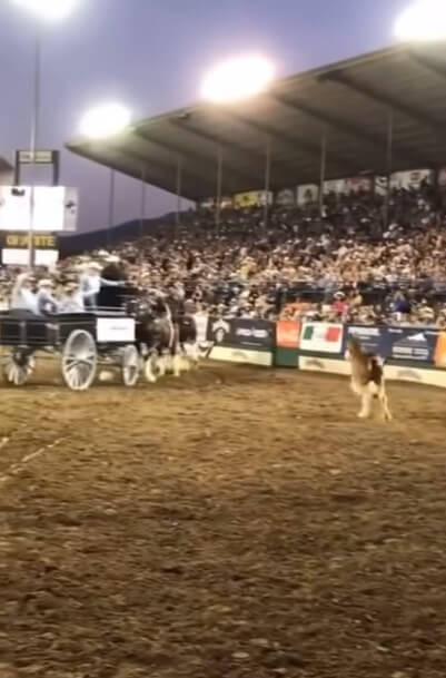 Baby Clydesdale That Stole the Show: A Heartwarming Tale 2 image 33