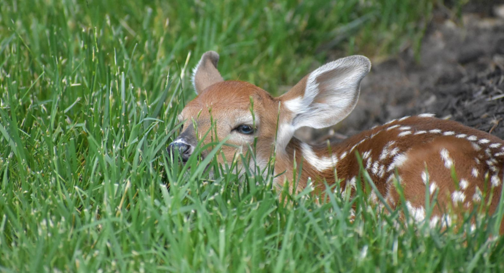 Deer 