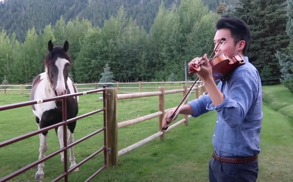 horses