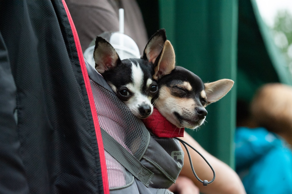 Pawsitively Paw-some Festival: A Weekend of Fun for You and Your Pooch Sponsored by Doggo Den Training 1 image 58