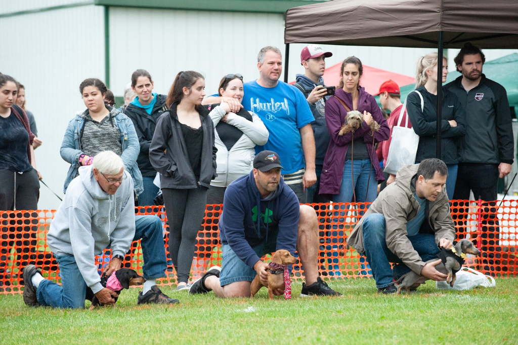 Pawsitively Paw-some Festival: A Weekend of Fun for You and Your Pooch Sponsored by Doggo Den Training 4 image 59