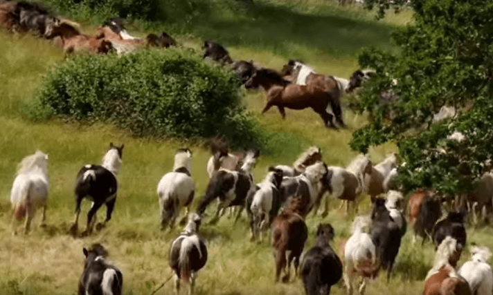  horses