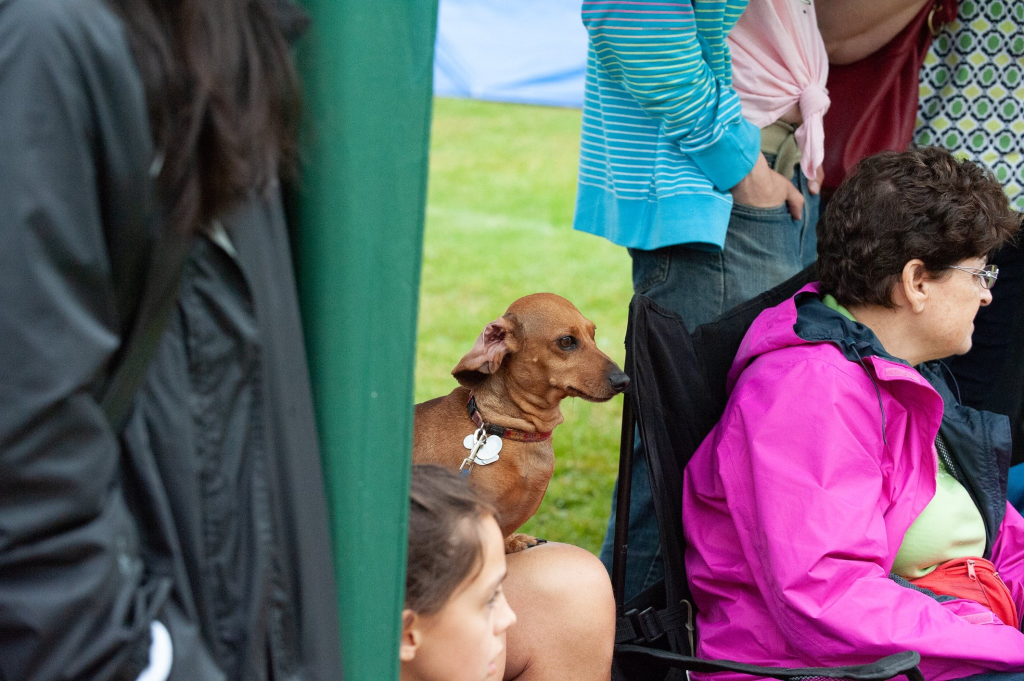 Pawsitively Paw-some Festival: A Weekend of Fun for You and Your Pooch Sponsored by Doggo Den Training 2 image 60