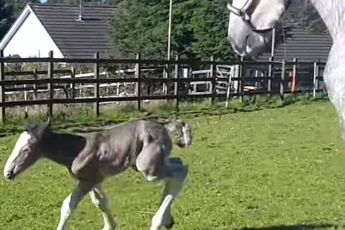 foal
