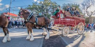 A MAGNIFICENT VIEW: BUDWEISER CLYDESDALES ARRIVE IN DOWNTOWN OCEAN SPRINGS