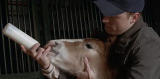 THE HEARTWARMING SUPER BOWL AD: A BOND BETWEEN A CLYDESDALE FOAL AND HIS TRAINER