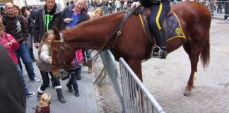 An Epic Encounter: French Bulldog Meets NYPD Police Horse on Wall Street