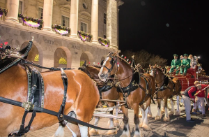 A MAGNIFICENT VIEW: BUDWEISER CLYDESDALES ARRIVE IN DOWNTOWN OCEAN SPRINGS 4 image 3