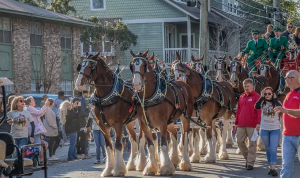 A MAGNIFICENT VIEW: BUDWEISER CLYDESDALES ARRIVE IN DOWNTOWN OCEAN SPRINGS 5 image 4