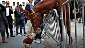 NYPD police horse