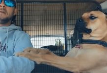 Rescue Dog Keeps Paw on New Owner at All Times to Make Sure He Won’t Be Left Again