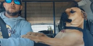 Rescue Dog Keeps Paw on New Owner at All Times to Make Sure He Won’t Be Left Again