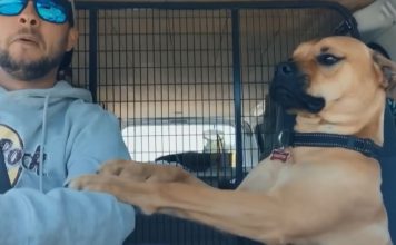 Rescue Dog Keeps Paw on New Owner at All Times to Make Sure He Won’t Be Left Again