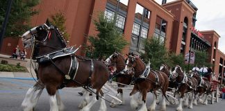 The Majestic Clydesdales: 5 Reasons Why They Are a Unique and Cool Breed