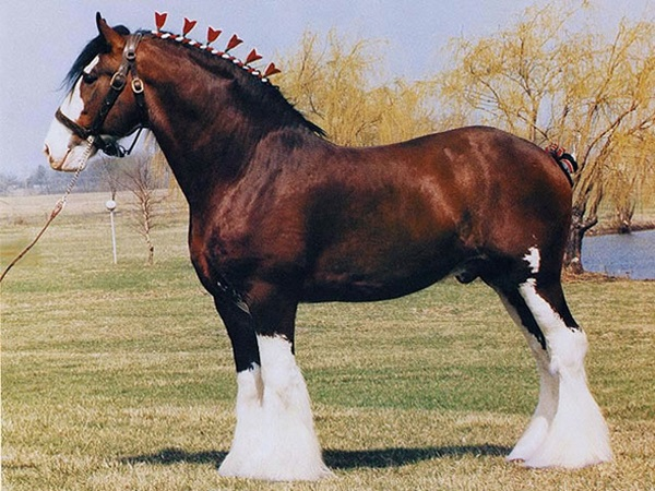 The Majestic Clydesdales: 5 Reasons Why They Are a Unique and Cool Breed 1 Majestic Clydesdales