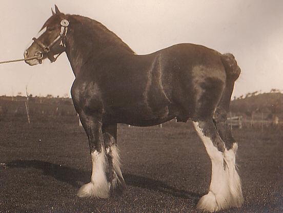 The Majestic Clydesdales: 5 Reasons Why They Are a Unique and Cool Breed 3 image 22