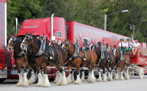 The Majestic Clydesdales: 5 Reasons Why They Are a Unique and Cool Breed 4 image 23