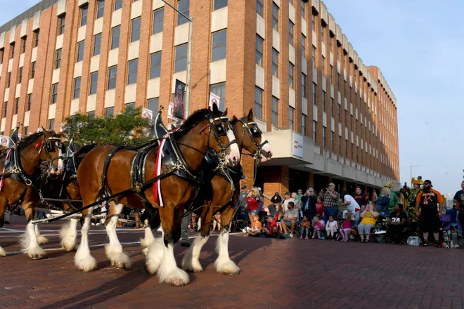 The Majestic Clydesdales: 5 Reasons Why They Are a Unique and Cool Breed 5 image 24