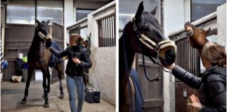 Viral Video: Stallion’s Hilarious Response to Mare’s Warning Delights Social Media