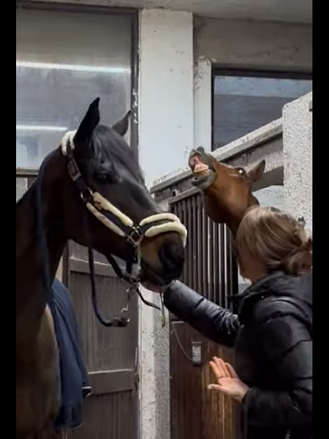 Viral Video: Stallion's Hilarious Response to Mare's Warning Delights Social Media 4 image 1 edited 2