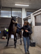 Viral Video: Stallion's Hilarious Response to Mare's Warning Delights Social Media 2 Stallion