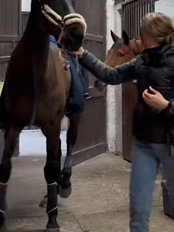 Viral Video: Stallion's Hilarious Response to Mare's Warning Delights Social Media 3 image 3 edited 2