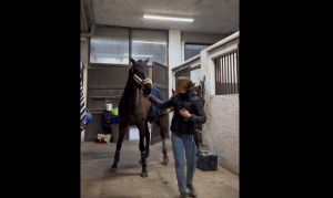 Viral Video: Stallion's Hilarious Response to Mare's Warning Delights Social Media 1 image